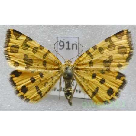 Pseudopanthera macularia (Linnaeus, 1758) Osmaganek plamek Czech91n